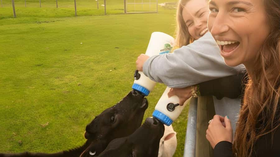 Te Anau: Milford Sound Coach & Cruise with Farm Experience - Good To Know