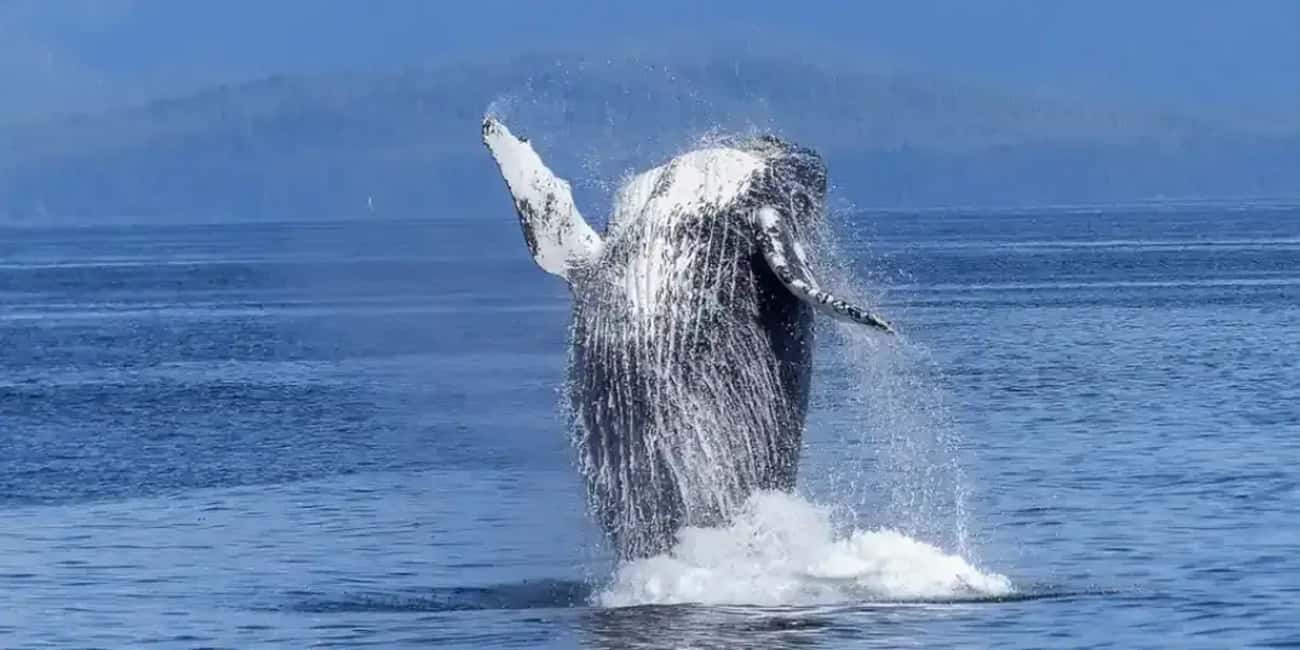 Samaná: Whale Watching Tour with Guide - Why This Tour Offers Great Value
