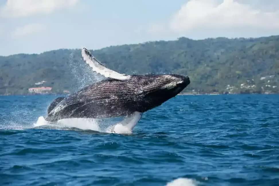 Samaná: Whale Watching Tour with Guide - Good To Know
