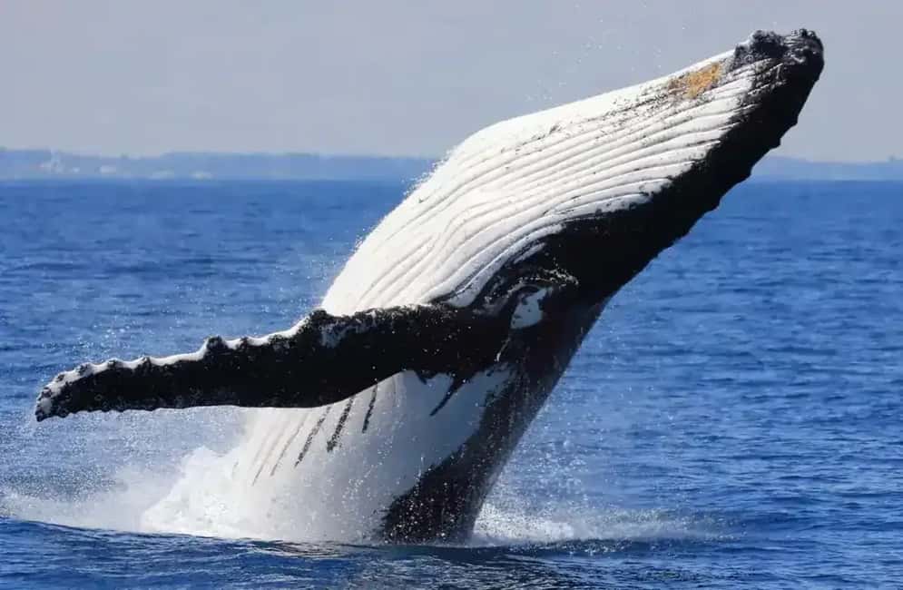Samaná: Whale Watching Tour with Guide - Who Will Love This Experience