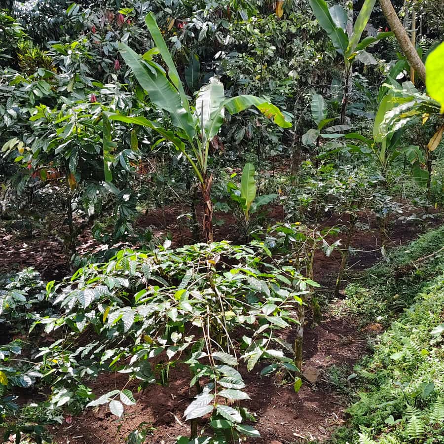 Sidemen: Rice Terraces, Waterfall, & Village Tour - Cost & Value