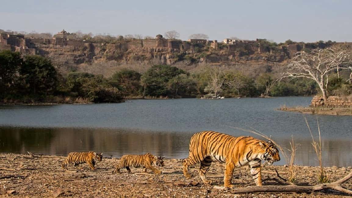 Delhi: 6-Day Private Golden Triangle Tour With Ranthambore - Discovering Delhi: The Gateway to India’s Riches
