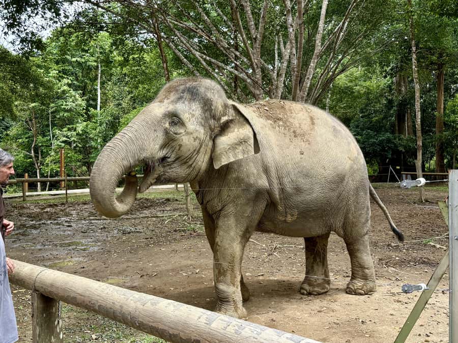 From Kuala Lumpur: Elephant Sanctuary & Batu Caves Tour - Final Thoughts