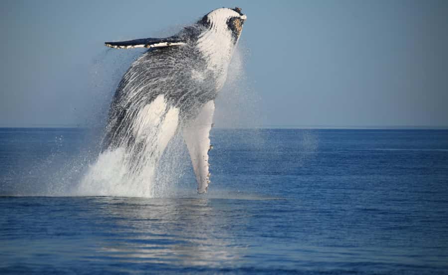 Broome Sunset & Whale Watching Cruise - Introduction to the Broome Sunset & Whale Watching Cruise