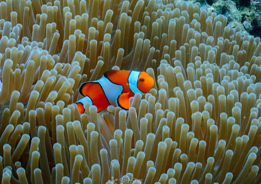 Phuket/Khao Lak : Surin Islands Snorkeling Catamaran Boat - Final Thoughts