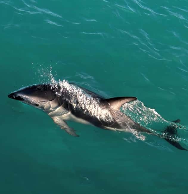 Lyttelton Port: Day Tour 3 options for Cruise Passengers - Who Should Consider This Tour?