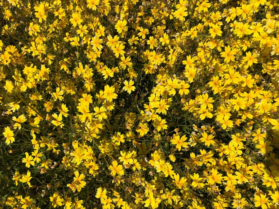 From Perth: Full-Day Wildflower Discovery Tour - Pricing and Value