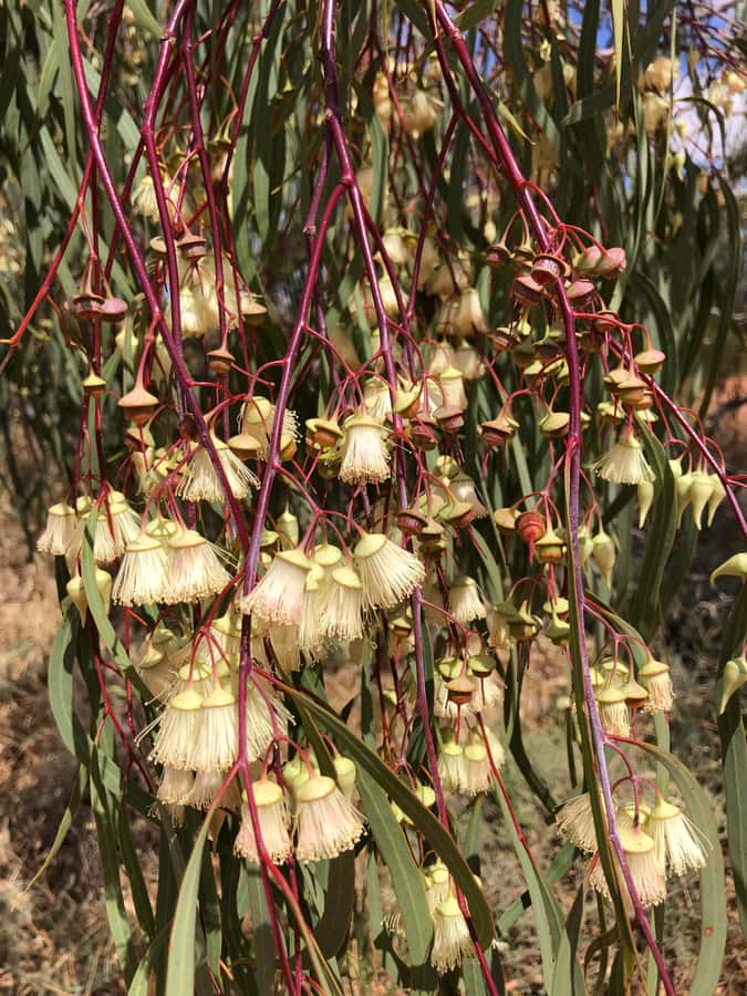 From Perth: Full-Day Wildflower Discovery Tour - Small Town Charm and Local Lunch