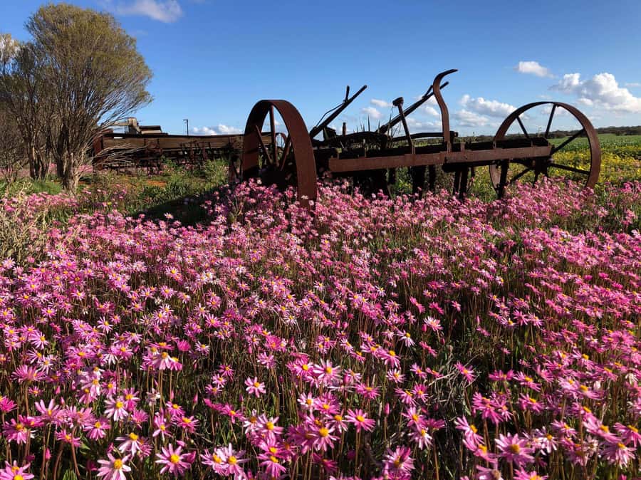 From Perth: Full-Day Wildflower Discovery Tour - Introduction: A Wildflower Wonderland in a Day