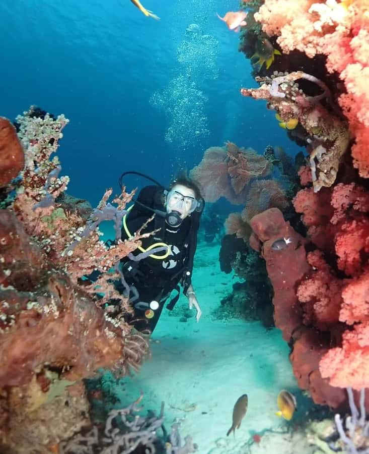 Menjangan Island: Scuba Diving Trip with Lunch - The Sum Up