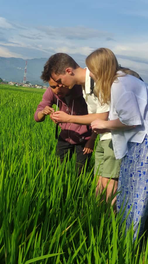 Rice Fields, Coffee plantation, White Crater, & Hot Springs - Key Points