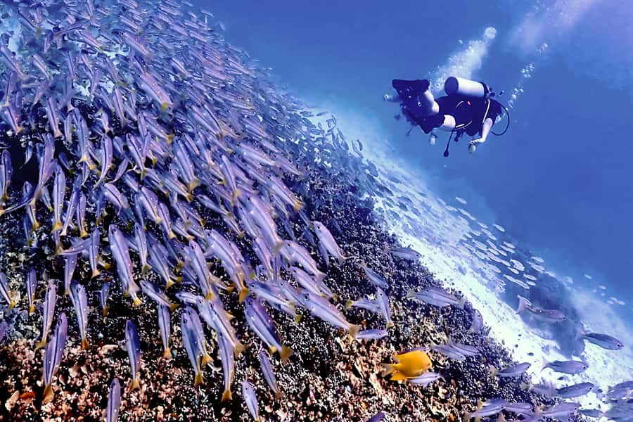 Phuket Scuba Diving Racha Islands 1-3 Dives For All Levels - The Day’s Flow and Highlights