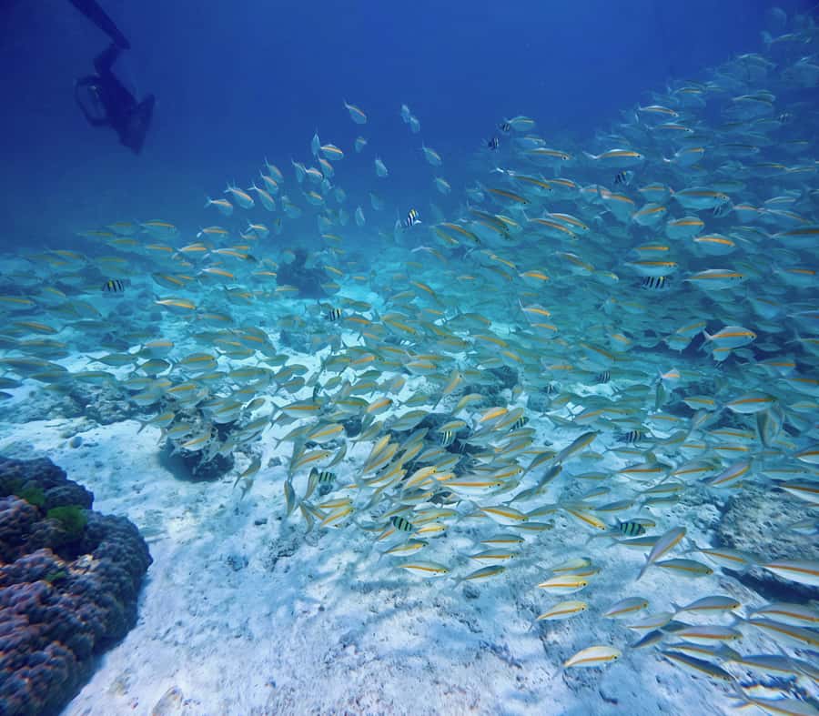 Phuket Scuba Diving Racha Islands 1-3 Dives For All Levels - FAQ