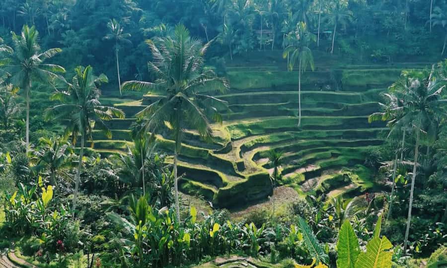 Best of Ubud: Waterfall, Temple & Rice Terrace - What’s Included & What to Keep in Mind