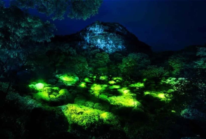 Goa: Bioluminescent Forest Night Trail with Guide - Who Will Enjoy This Tour?
