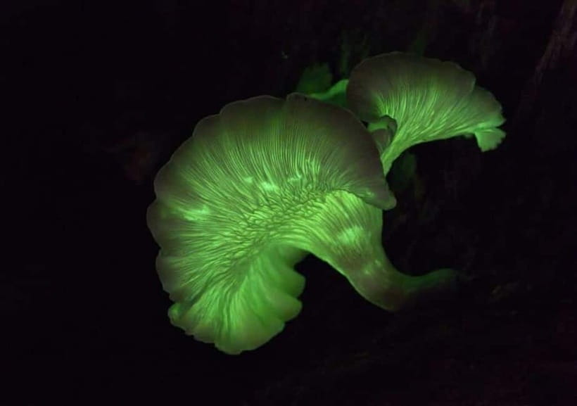 Goa: Bioluminescent Forest Night Trail with Guide - Key Points