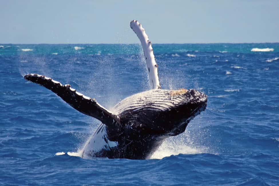 Mirissa: Whale & Dolphin Watching Trip with Private Transfer - Introduction: The Magic of Whale Watching in Mirissa