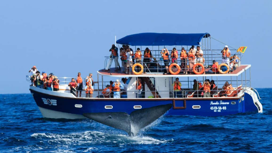 Mirissa: Whale & Dolphin Watching Trip with Private Transfer - Transportation & Group Size: Why They Matter