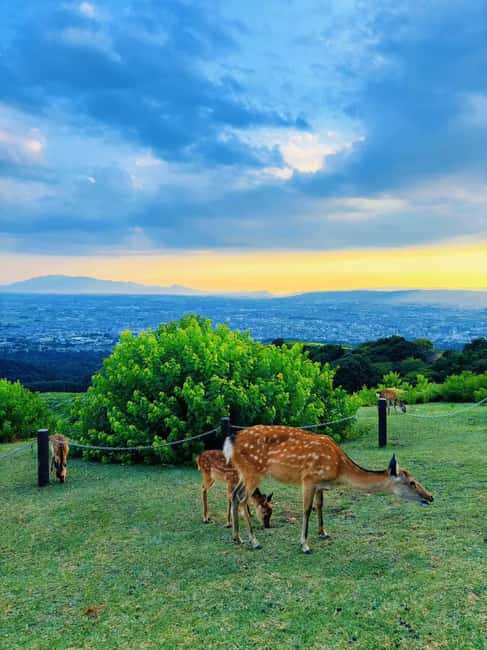 Kyoto:Kimono Tea Ceremony Experiencw Tour - Good To Know