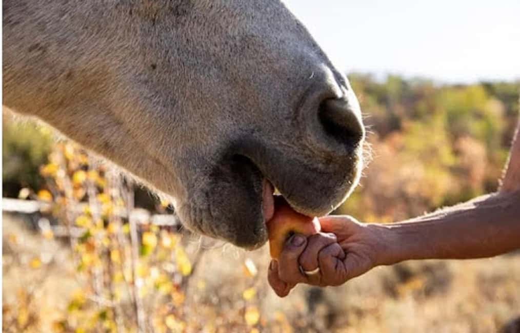 Jamaica: Private Horseback Ride and Swim in the Sea - The Coastal Ride: Sights, Sounds, and Sensations