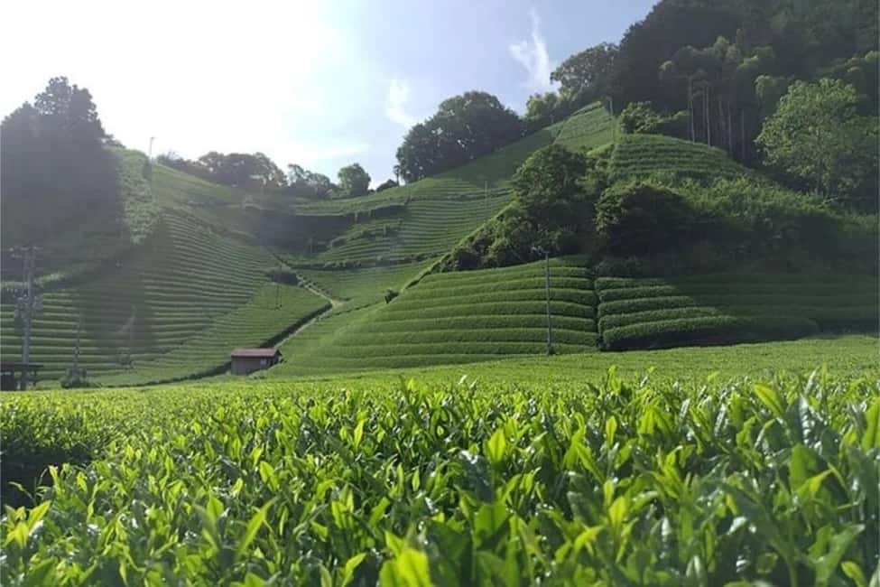 Shizuoka: 6-hour Private Tour & Japanese Tea Farm w/ Vehicle - Who Will Love This Tour?