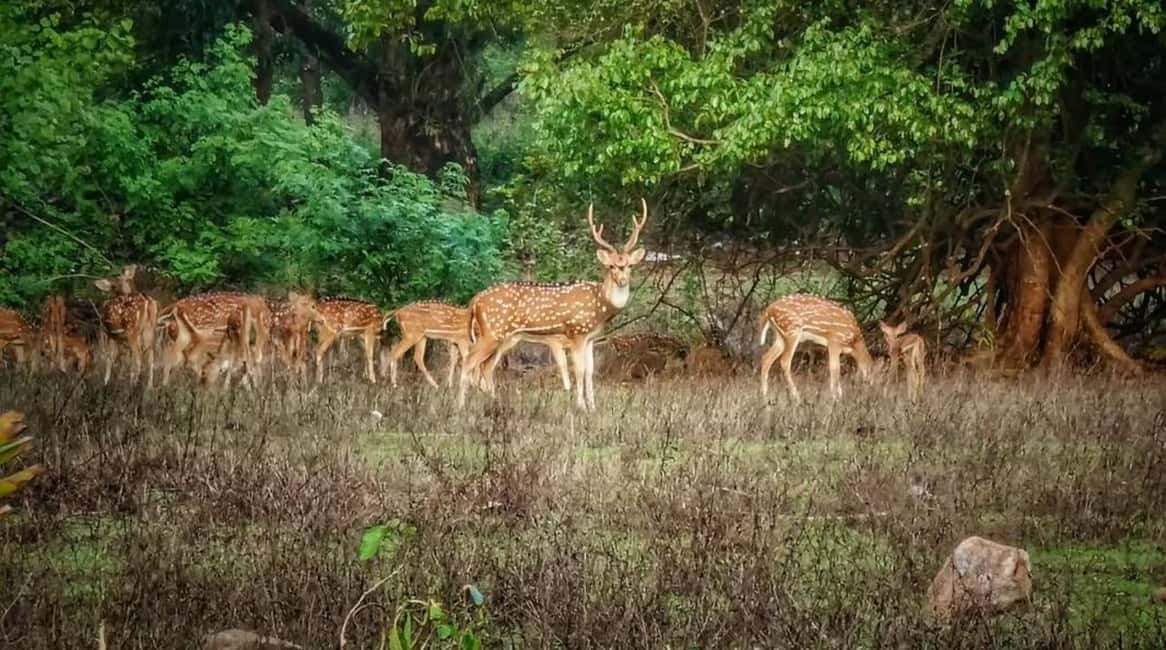 Sacred Caves & Green Escape: Kanheri Buddhist Caves & SGNP - An In-Depth Look at the Tour Experience