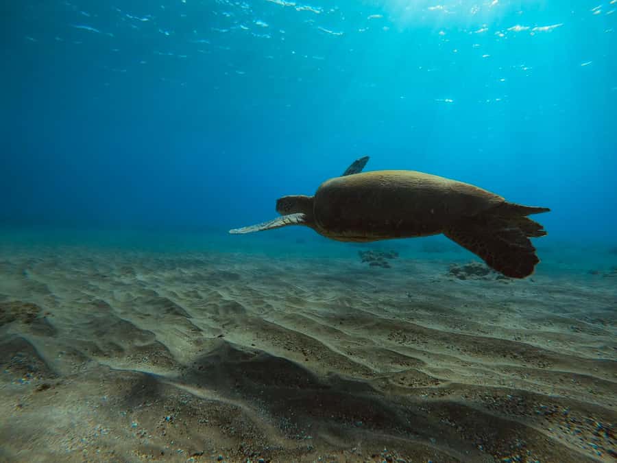 Lahaina: Kapalua Bay Eco Sea Scooter Tour with Guide - Key Points