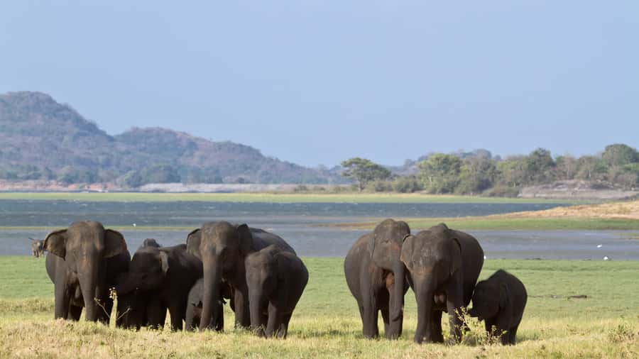 Elephant & Birdwatching Safari in Minneriya with Binoculars - Elephant & Birdwatching Safari in Minneriya with Binoculars: An In-Depth Review