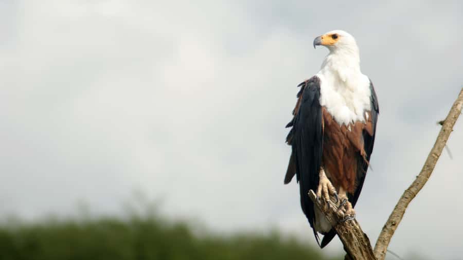 Elephant & Birdwatching Safari in Minneriya with Binoculars - Exploring Minneriya National Park: What to Expect