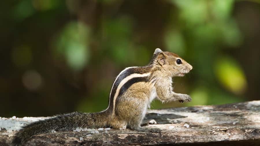 Elephant & Birdwatching Safari in Minneriya with Binoculars - FAQ