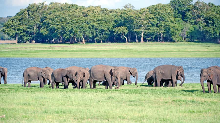 Elephant & Birdwatching Safari in Minneriya with Binoculars - Why Choose This Safari?