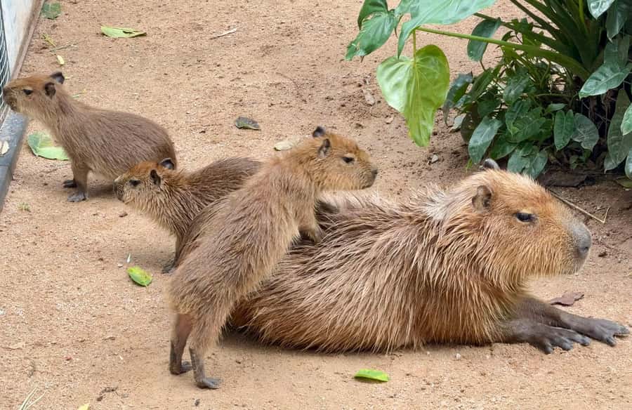 Pattaya: Khao Kheow Zoo & J-Park Japanese Village Day Trip - Who Is This Tour Best For?