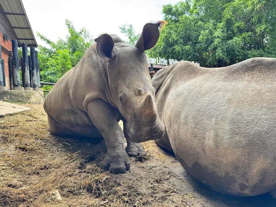 Pattaya: Khao Kheow Zoo & J-Park Japanese Village Day Trip - The Sum Up