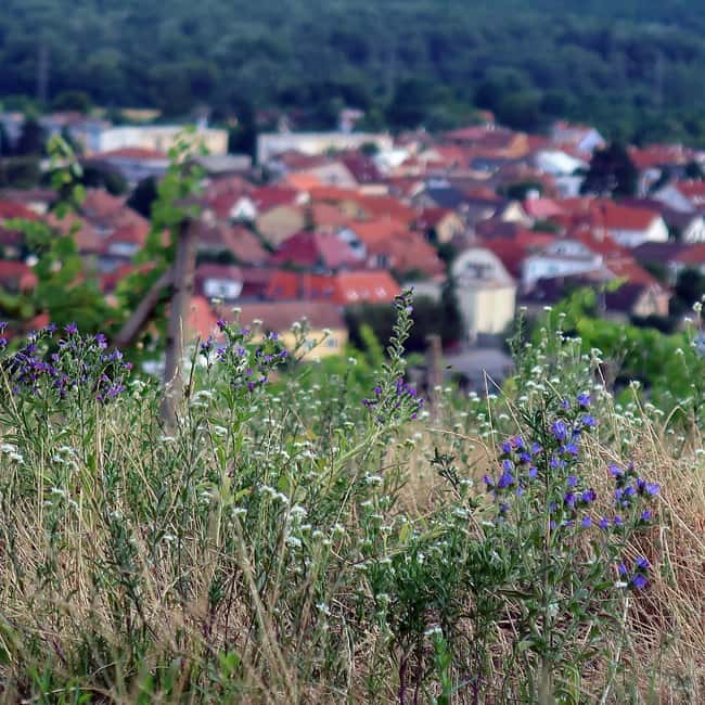 Bratislava: Vineyard Walk and Wine Picnic with Winemaker - FAQ