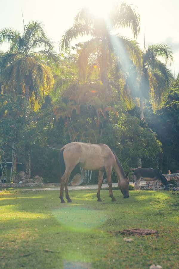 Bali: Private Kudungu Beach and Rice Field Horseback Ride - Authentic Guides and Personalized Service