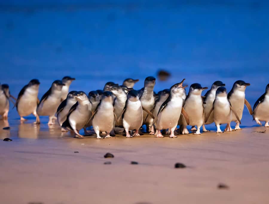 Puffing Billy Penguin Parade Mercedes Minibus Hotel Pickup - Practical Considerations & Tips for Travelers