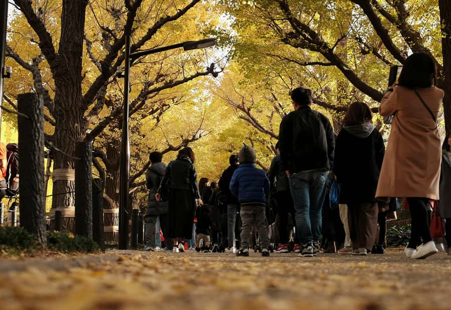 Tokyo: Golden Ginkgo Avenue Autumn Leaves Walk - Final Word