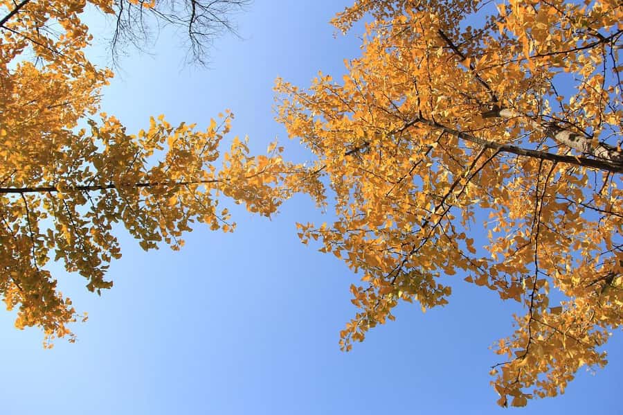 Tokyo: Golden Ginkgo Avenue Autumn Leaves Walk - FAQs