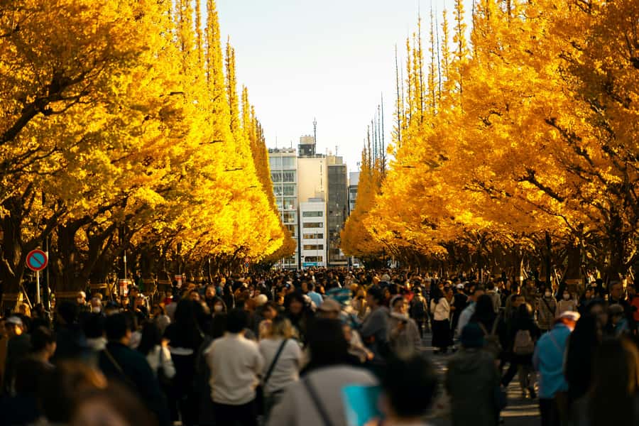 Tokyo: Golden Ginkgo Avenue Autumn Leaves Walk - Key Points