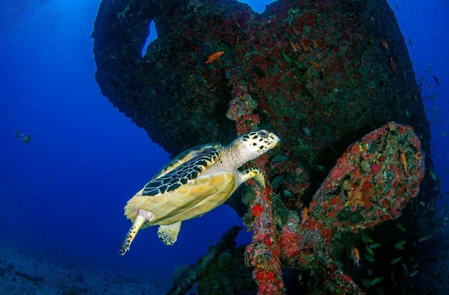 Bali Day Trip: Fun Dive at Liberty Wreck & Kayak Adventure - Discovering the Liberty Wreck: Why It’s Special