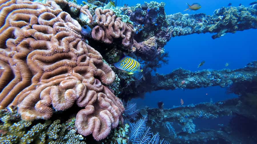 Bali Day Trip: Fun Dive at Liberty Wreck & Kayak Adventure - FAQs