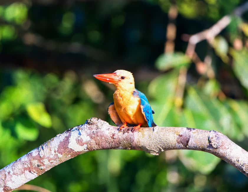 Sandakan: Gomantong Cave Echoes & Kinabatangan River Safari - Summary