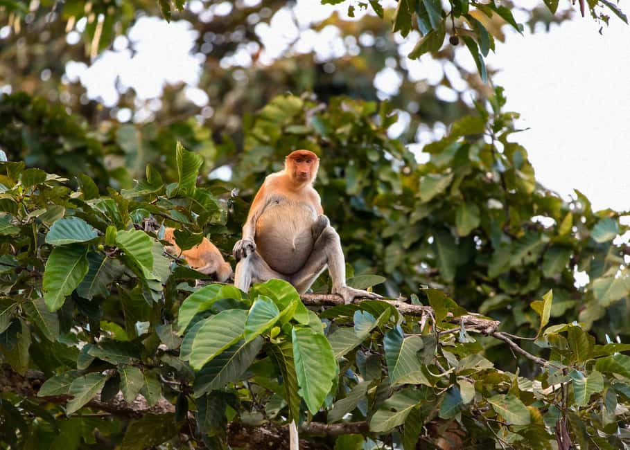 Sandakan: Gomantong Cave Echoes & Kinabatangan River Safari - FAQs
