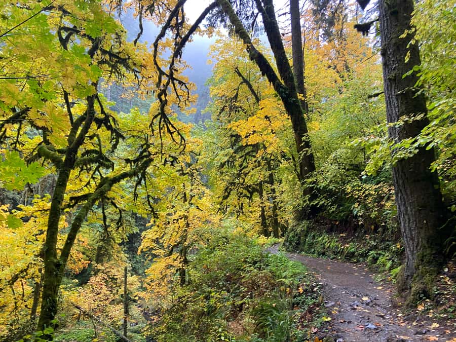 Portland Oregon: Silver Falls State Park Waterfall Hike - Key Points