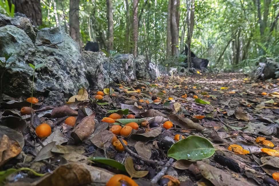 Punta Cana Cenote: Floating Sound Healing & Swim - Final Thoughts