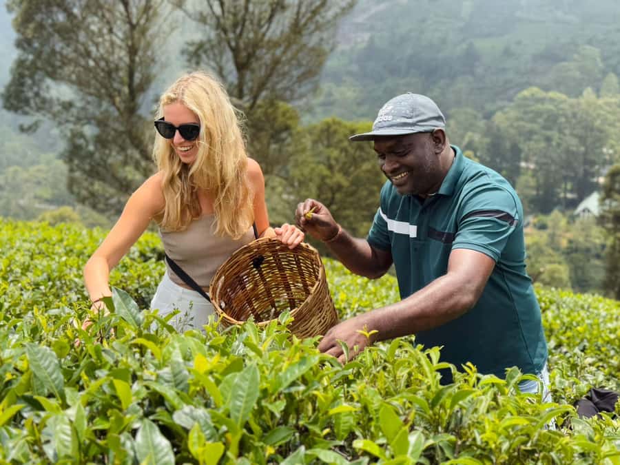 Kandy: Nuwara Eliya Transfer with Tea Factories & Falls - Arriving in Nuwara Eliya