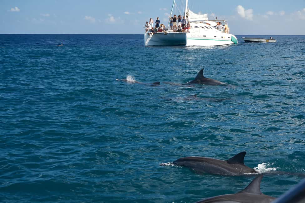 Private: Samana: Bay of Samaná Whale Watching Experience - Who is This Tour Best For?