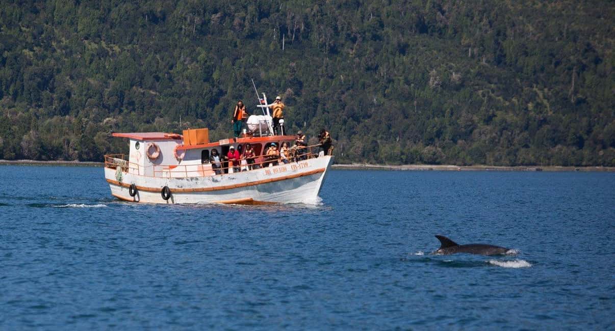 Private: Samana: Bay of Samaná Whale Watching Experience - Key Points