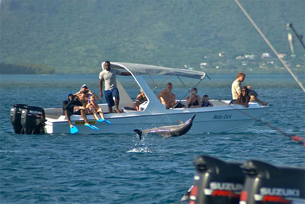 Private: Samana: Bay of Samaná Whale Watching Experience - Final Thoughts