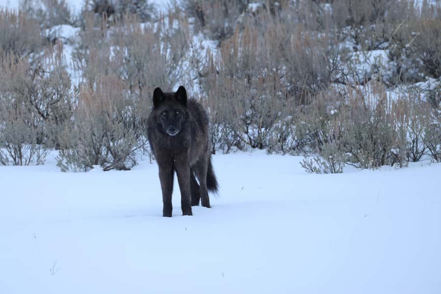 Private Yellowstone Winter Safari and Wolf Watching Tour - A Deep Dive into the Yellowstone Winter Safari
